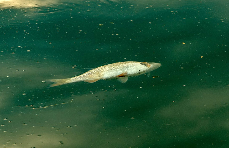 Un pez muerto flotando en el agua de un lago